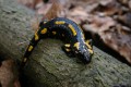 salamandra plamista